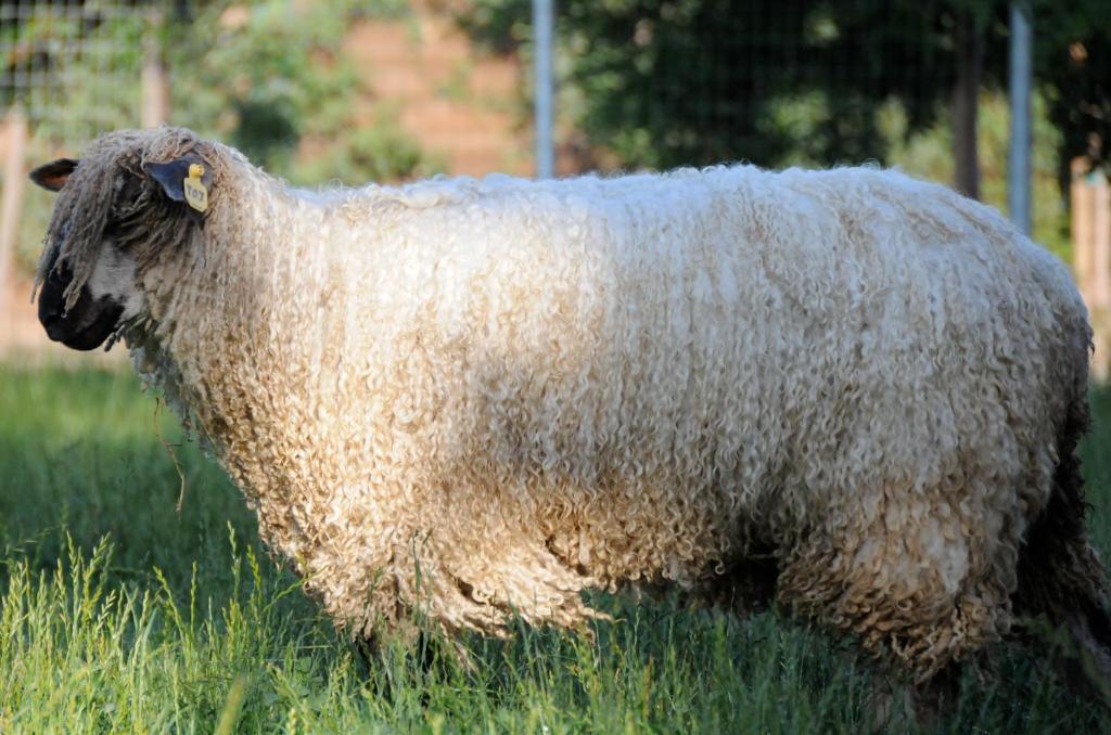 Wine Country Private Working Sheep Farm (Temecula)