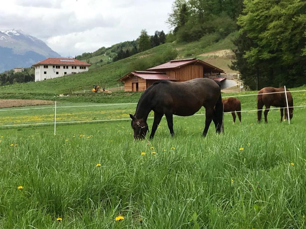 AGRITURISMO MASO PERTENER -adults only- (Comano Terme)