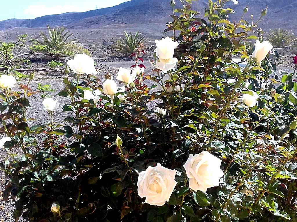 Finca Los Rosales (La Lajita)