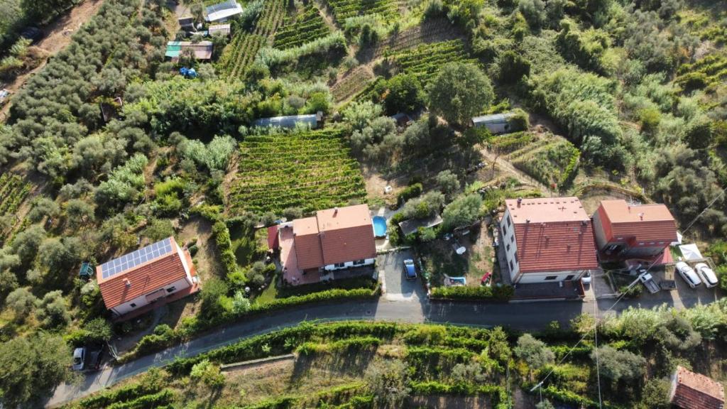 In Vino Veritas
