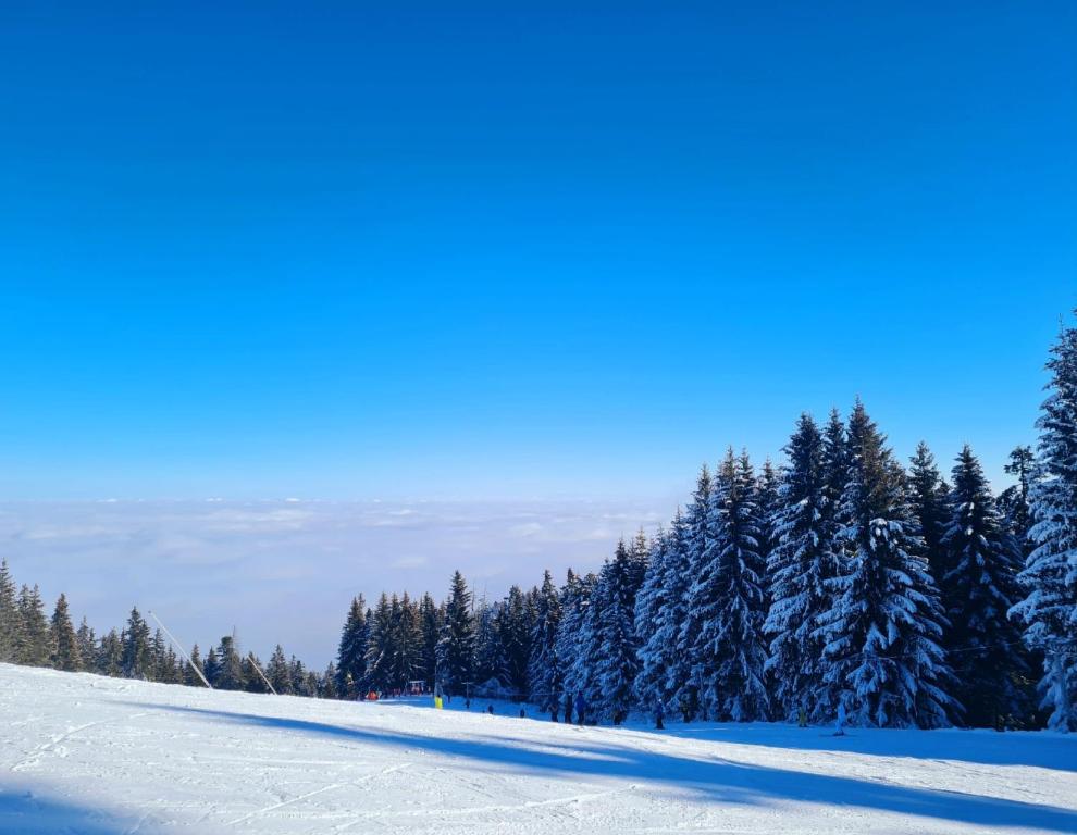 Flora Ski-slope Studio Apartment